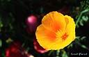 076Fleur jaune-or.jpg